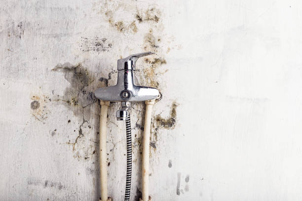Best Black Mold Remediation in , MN